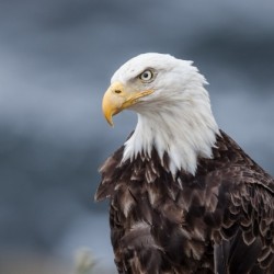 Portrait of an Eagle