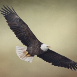 King of the Skies
