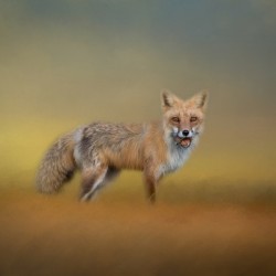 Foxy