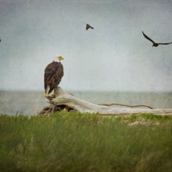 Bald Eagle on Tree Trunk