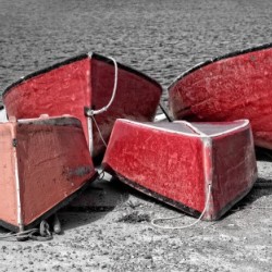 Red Dorries