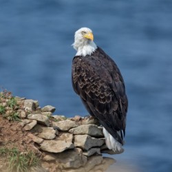 Perched and Proud