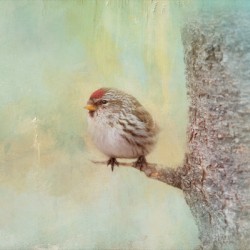 Common-Redpoll