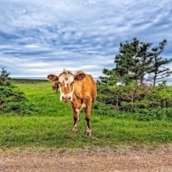 Moo