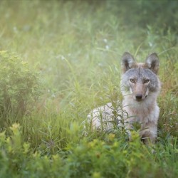 Eastern Coyote
