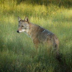 Evening Coyote