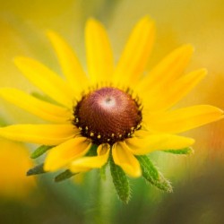 Brown Eyed Susan