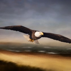Raptor Skies