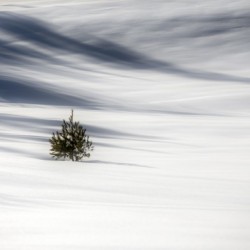 Solitude