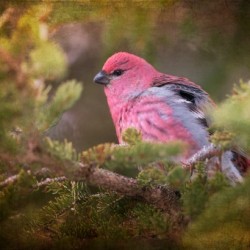 Male Pine Grosbeak