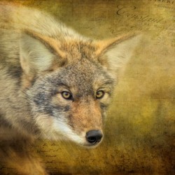 The Hunt