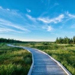A walk at the Bog