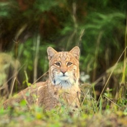 Bobcat