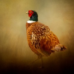Ring Necked Pheasant