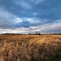 Autumn Grasses