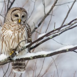 Barred Owl on a Snowy Branch