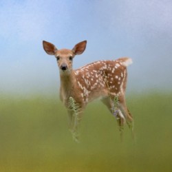 Spotty the Fawn