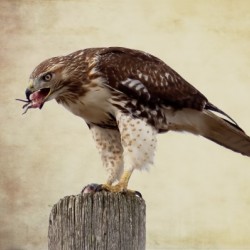 Meal Time for a Hawk