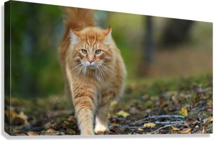 cat Canvas Print