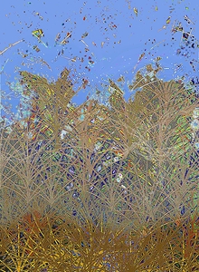 thicket
