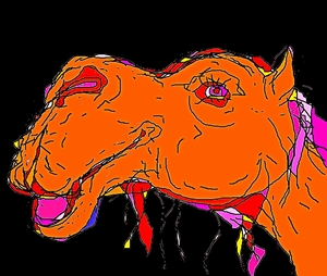 camel
