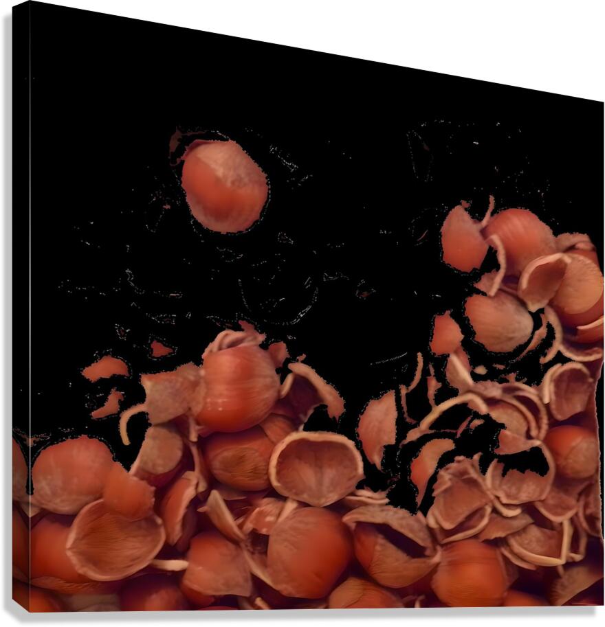 hazel shells Canvas Print