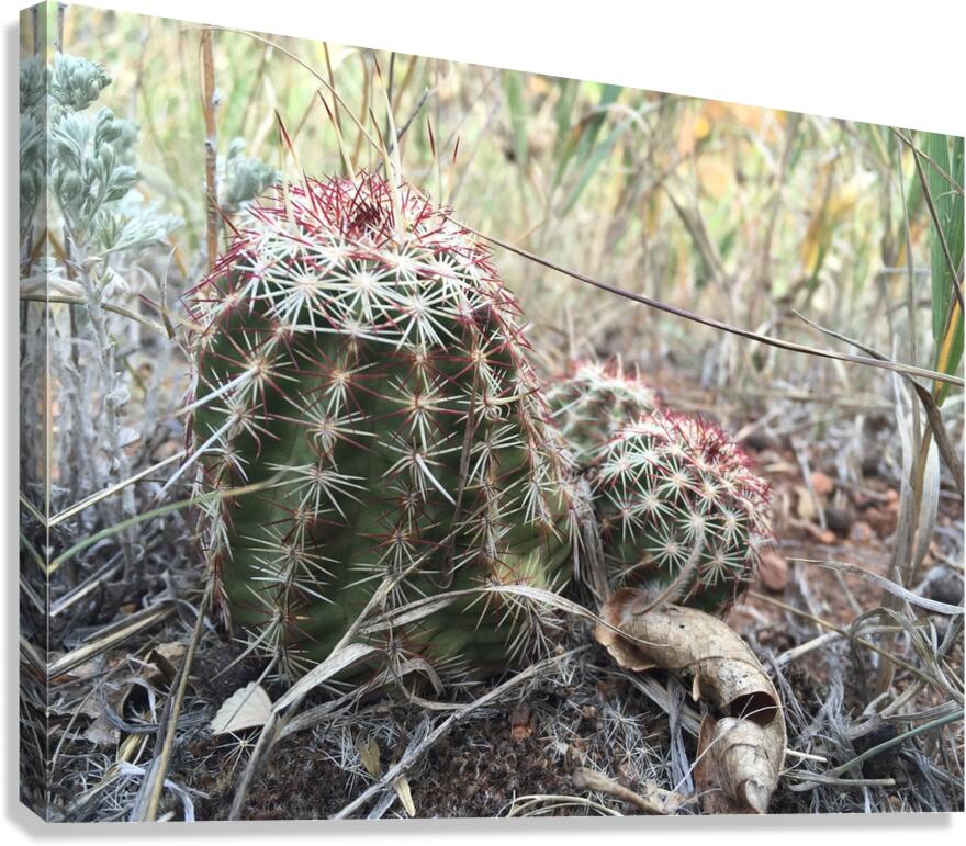 Cactus Close-Up Canvas Print
