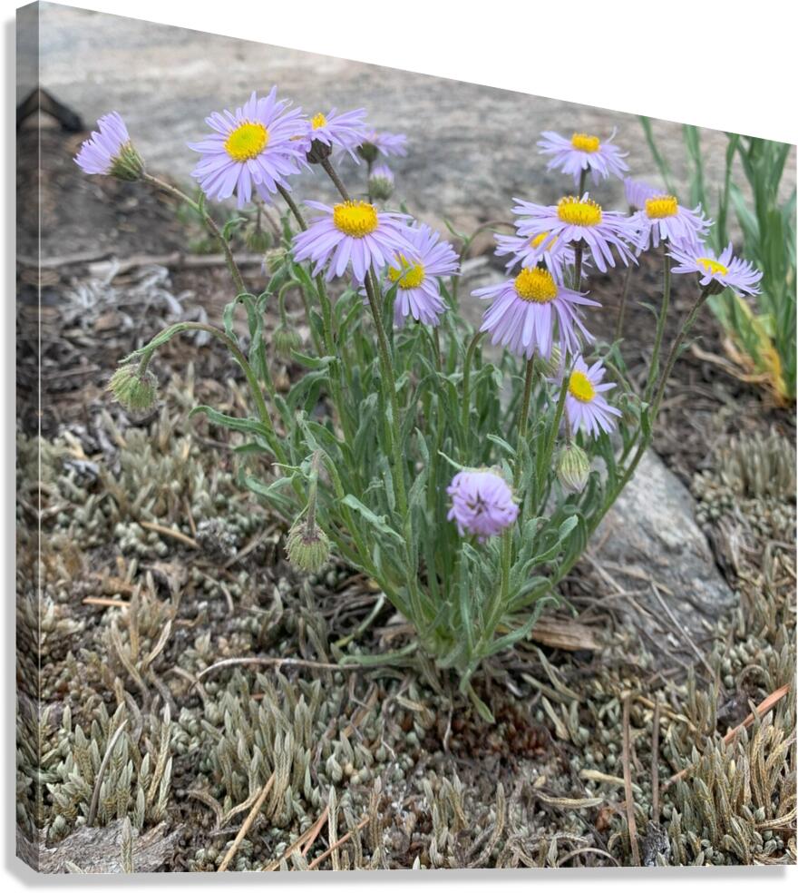 Wildflowers Canvas Print