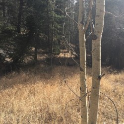 Aspen in a Clearing