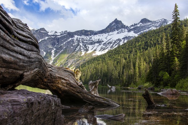 Driftwood in Glacier National Park by Kenny Hill
