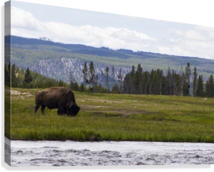 Buffalo Solider Canvas Print