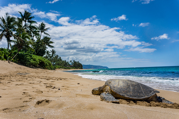 HawaiiTurtlebeach Print