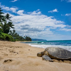 HawaiiTurtlebeach