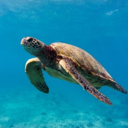 Sea Turtle Glide