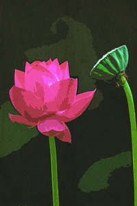 A Beautiful Lotus Flower and Seed Pod