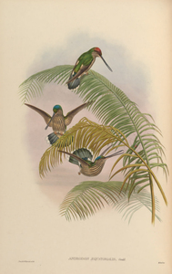 A monograph of the Trochilidae or family of hummi 1697684264.2891