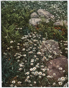 detroit photographic company 0670 ffd2c8