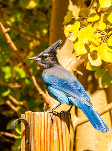 Stellars Jay on a Fence Post