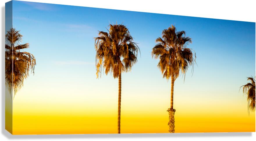 Oceanside Palms Canvas Print