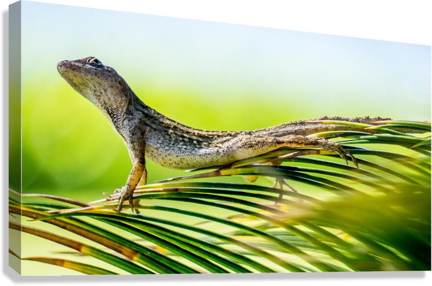 Gecko Canvas Print