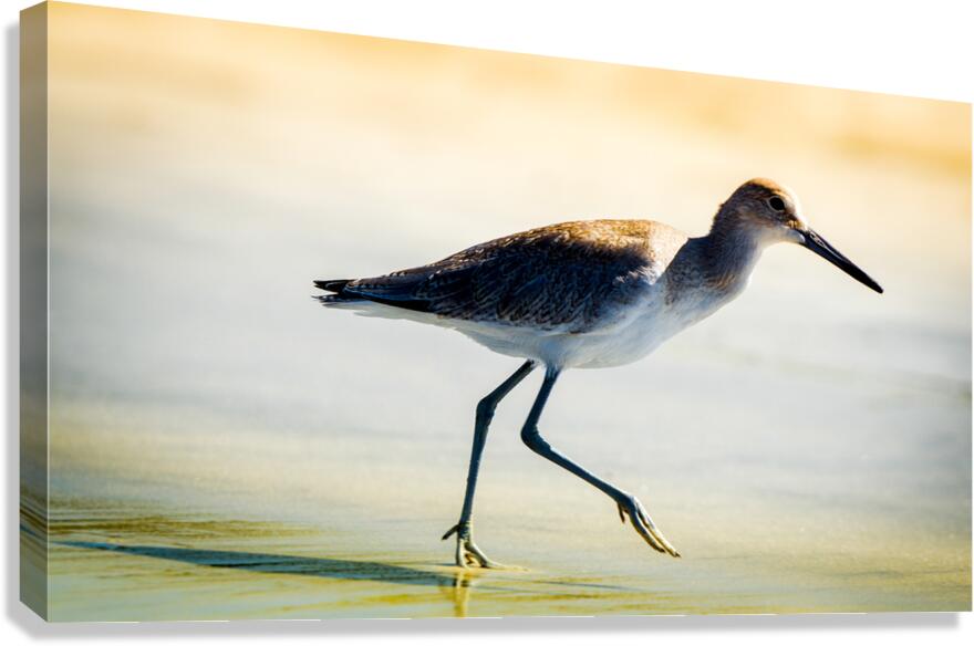 San Piper Canvas Print