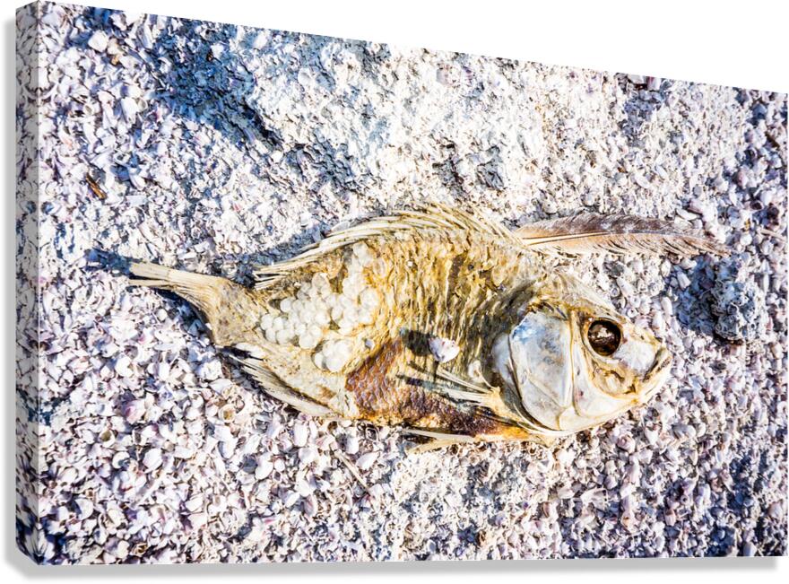 Salted Fish Canvas Print