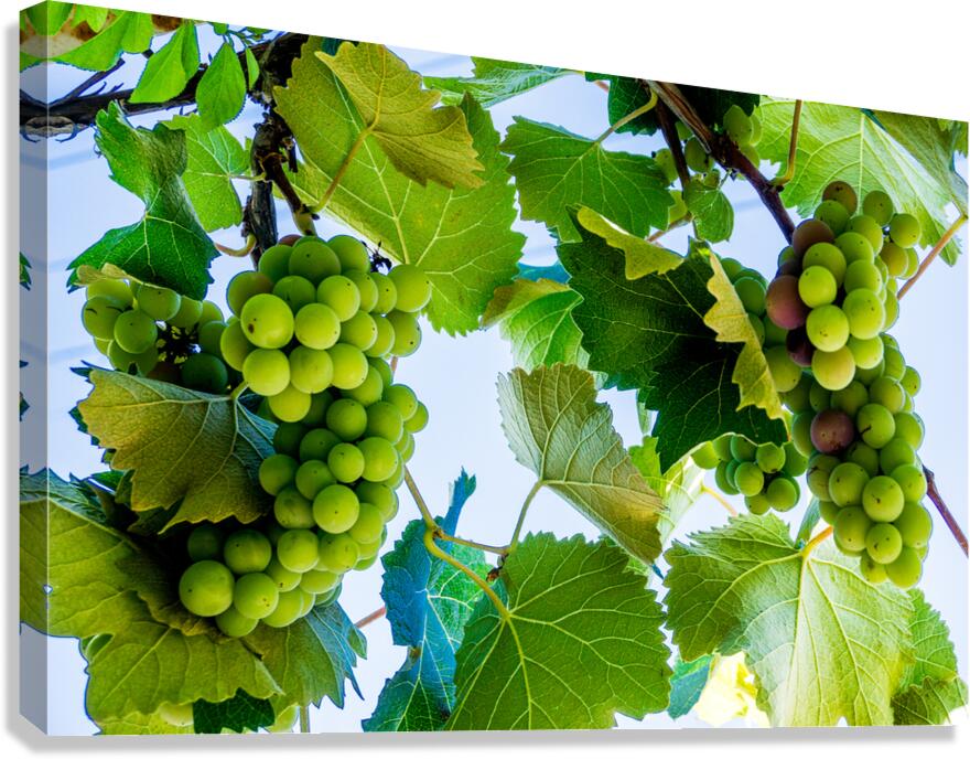 White Wine Canvas Print
