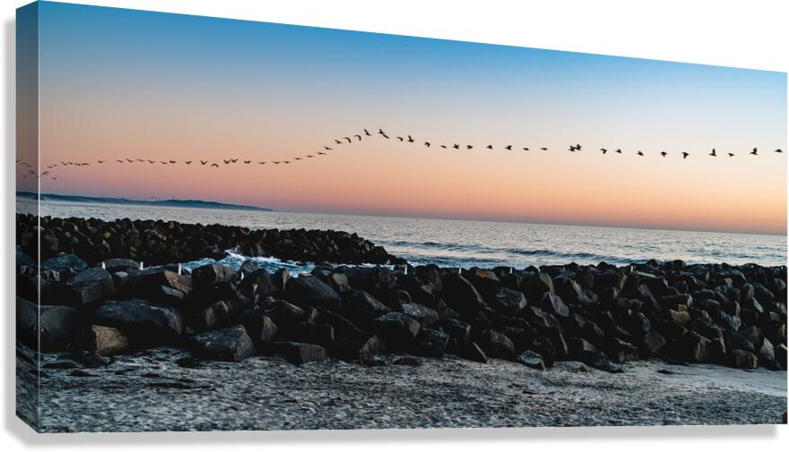 60 Pelicans Canvas Print