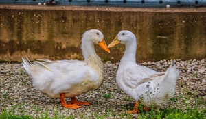 Farm Ducks