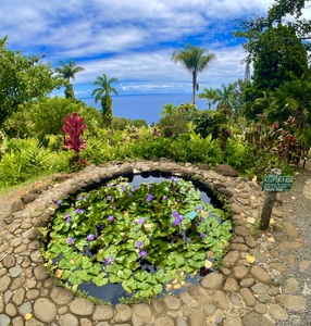 Blossoms Beyond the Blue