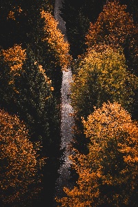 path fall hike leaves forest