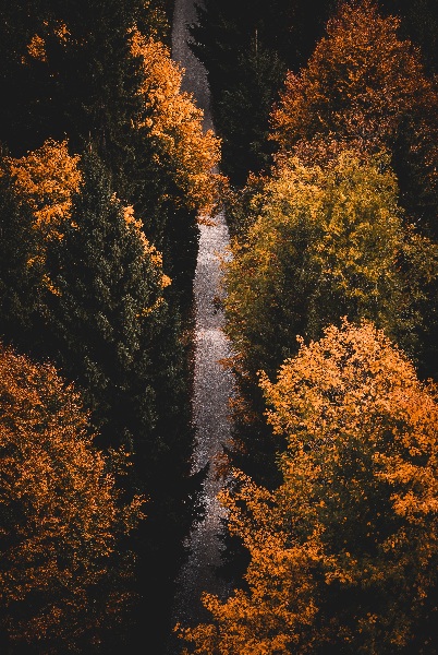 path fall hike leaves forest Print
