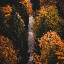 path fall hike leaves forest