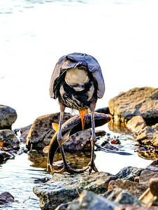 Sucker fish for Dinner